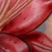 tattoo galleries/ - stargazer flower tattoo